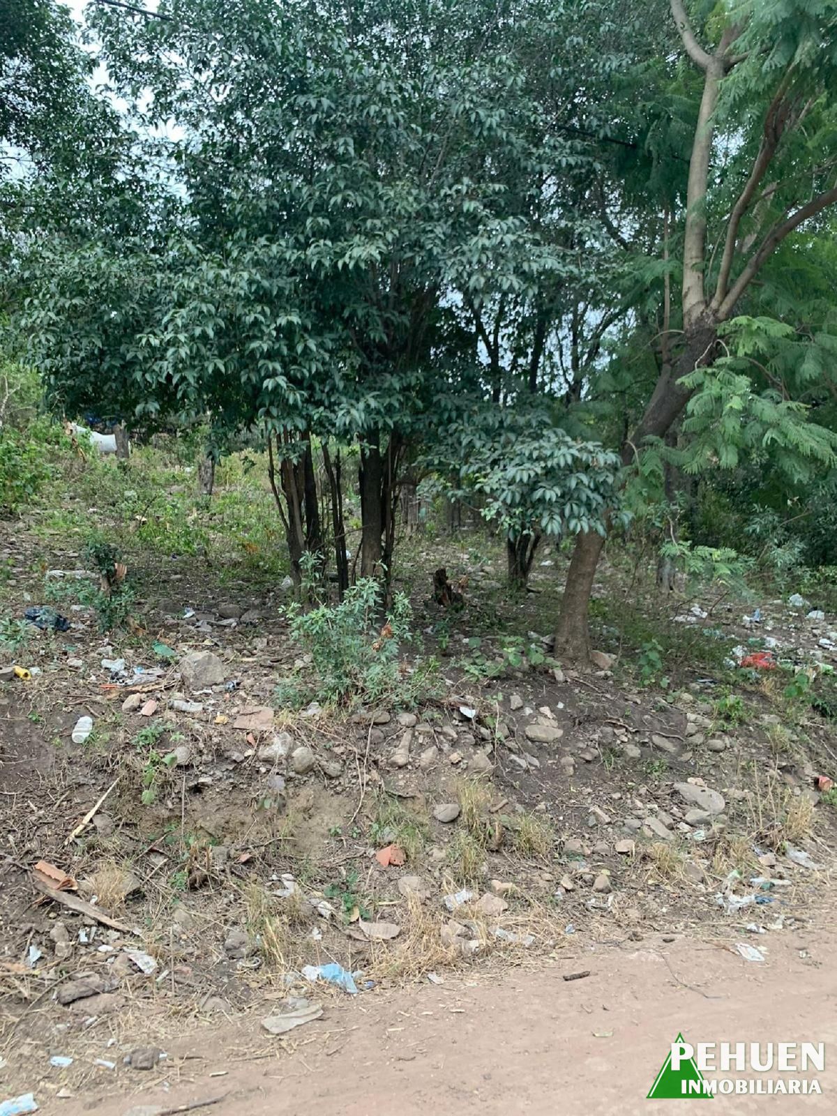 Ibarborou