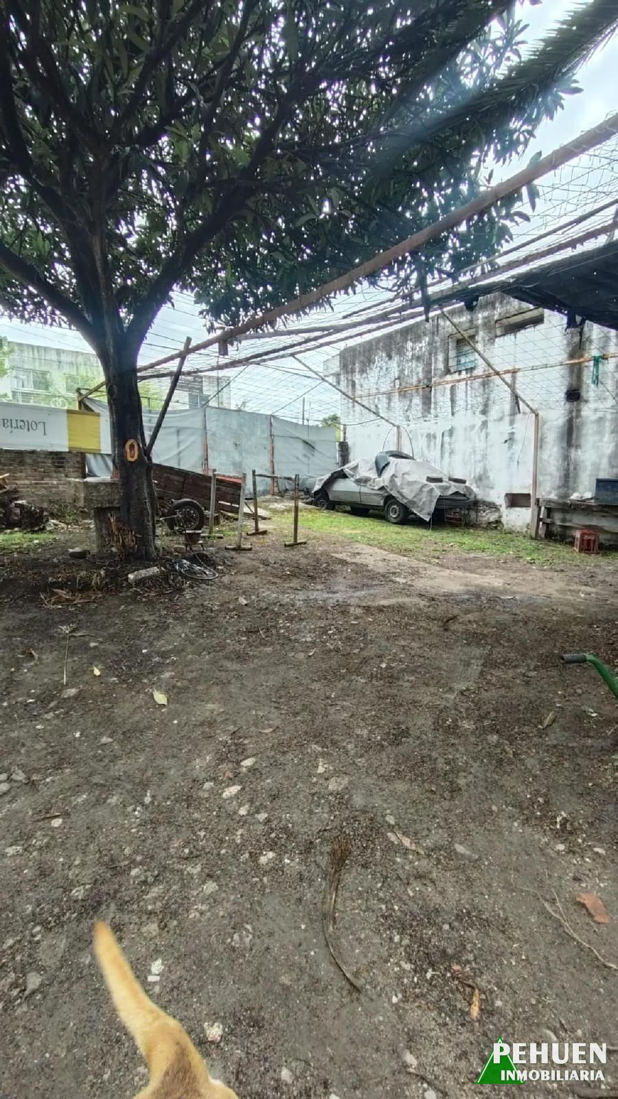 Belgrano 236