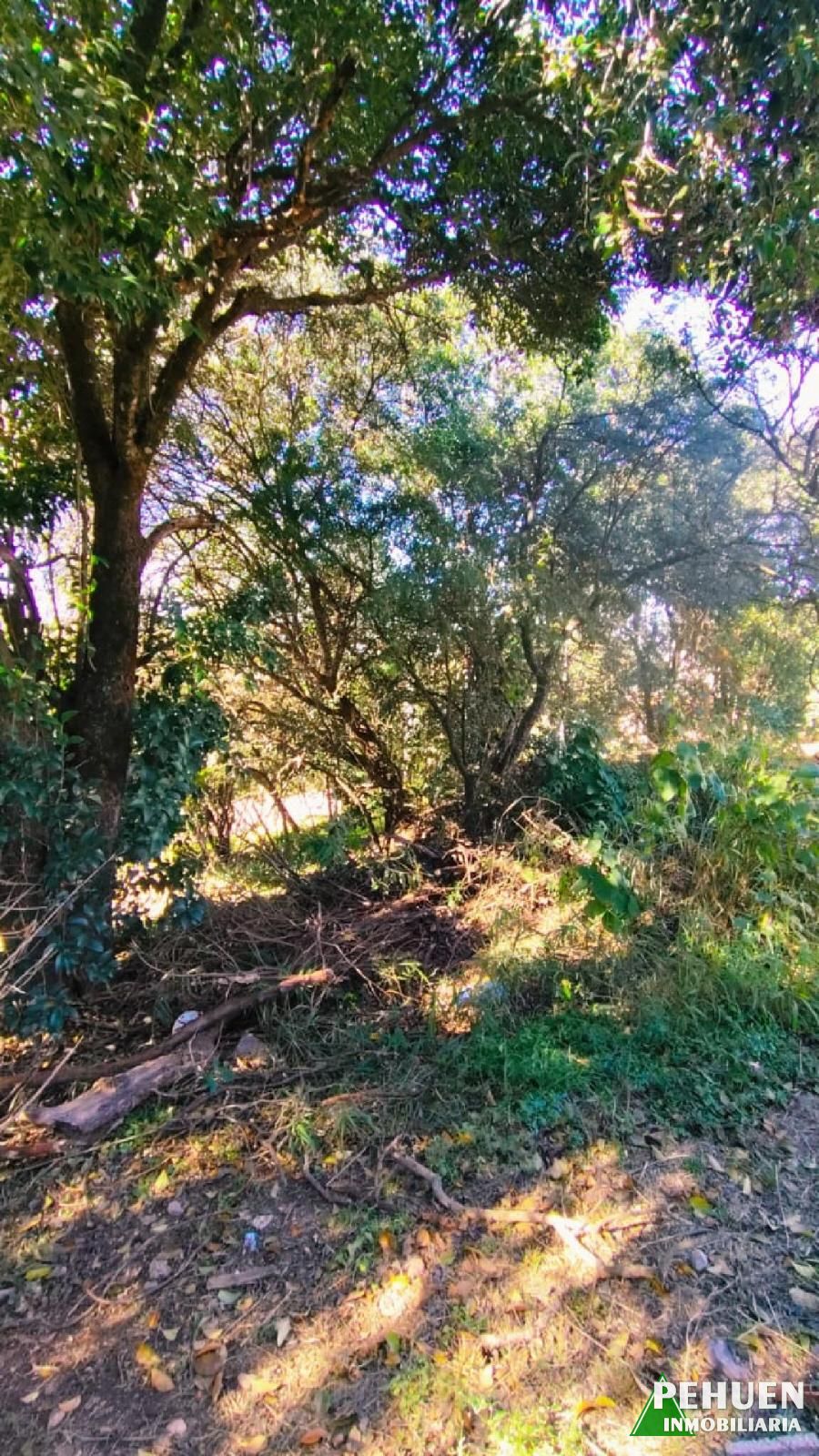 Campos Verdes